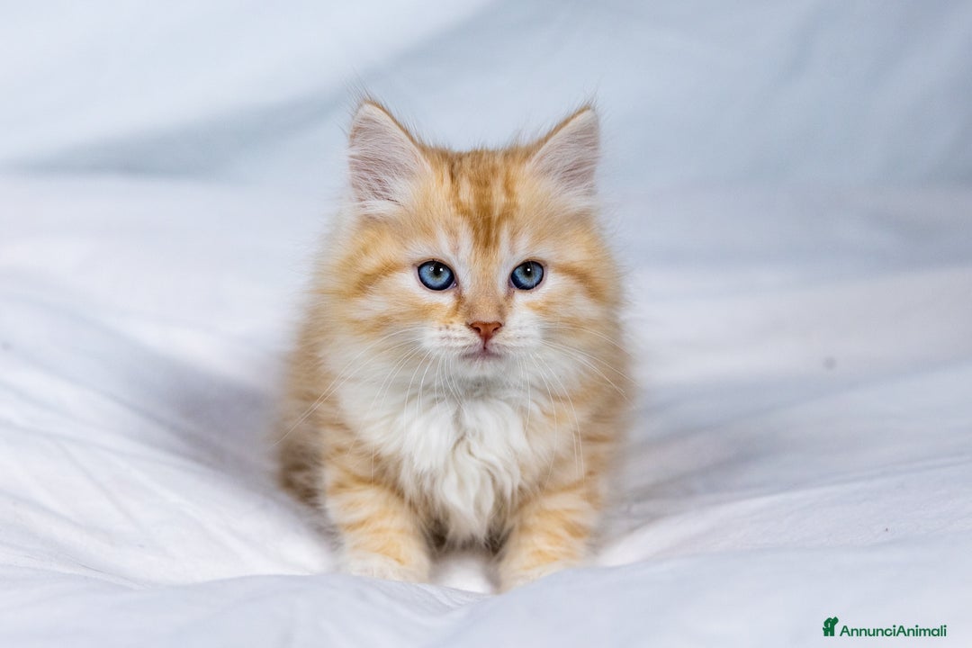 Siberiano gatti in vendita: Cuccioli gatto siberiano subito disponibili - Annuncio 2