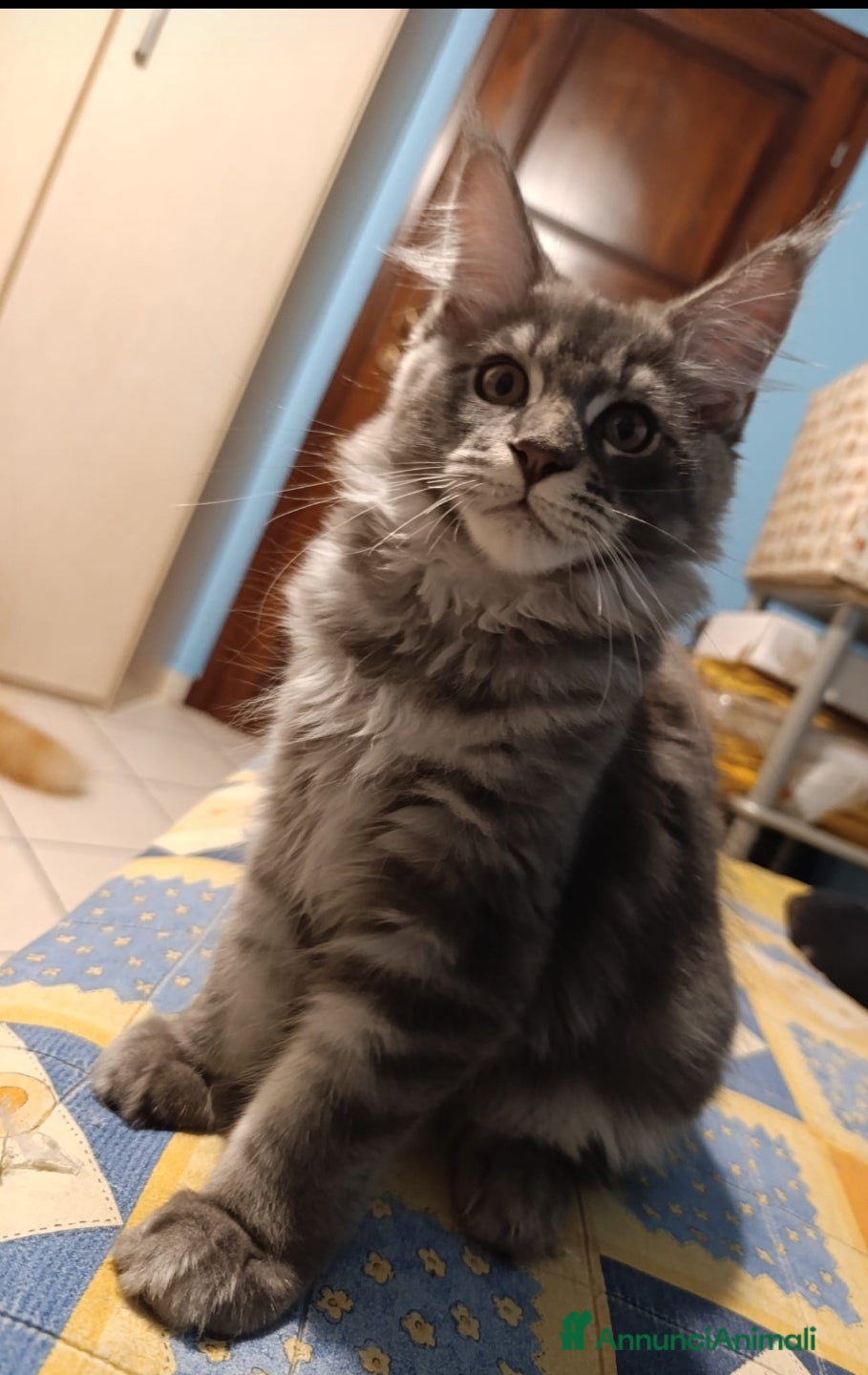 Maine Coon gatti Maine coon cuccioli - Annuncio 15