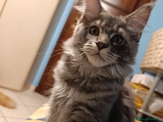 Maine Coon gatti Maine coon cuccioli - Annuncio 10