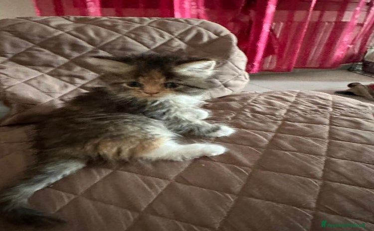 Persiano gatti a Provincia di Reggio Emilia - Annuncio 2