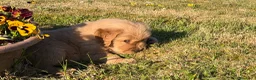 Golden Retriever cani in vendita: Golden retriever americano  - Annuncio 3
