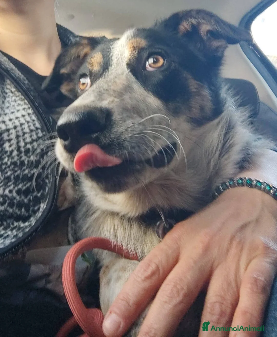 Meticcio cani in regalo: Una famiglia per Kiki - Annuncio 1