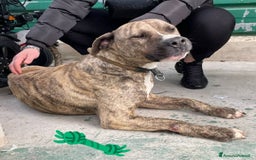 Pitbull cani in regalo: AXEL MIX PITBULL STA SOFFRENDO IN BOX…  - Immagine 3