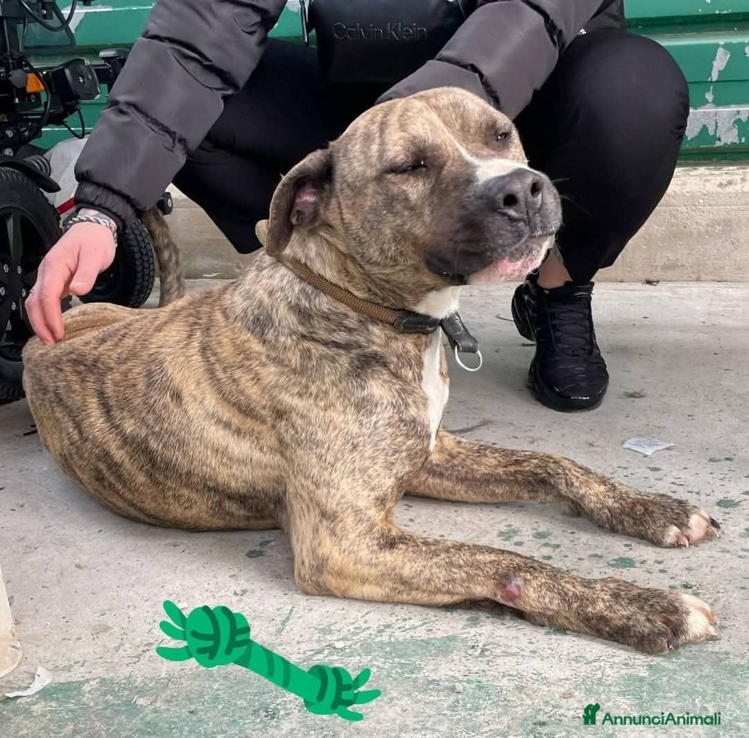 Pitbull cani in regalo: AXEL MIX PITBULL STA SOFFRENDO IN BOX…  - Immagine 3