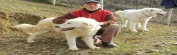 Pastore Maremmano cani in vendita: Spettacolari cuccioli di Pastore Abruzzese  - Annuncio 2