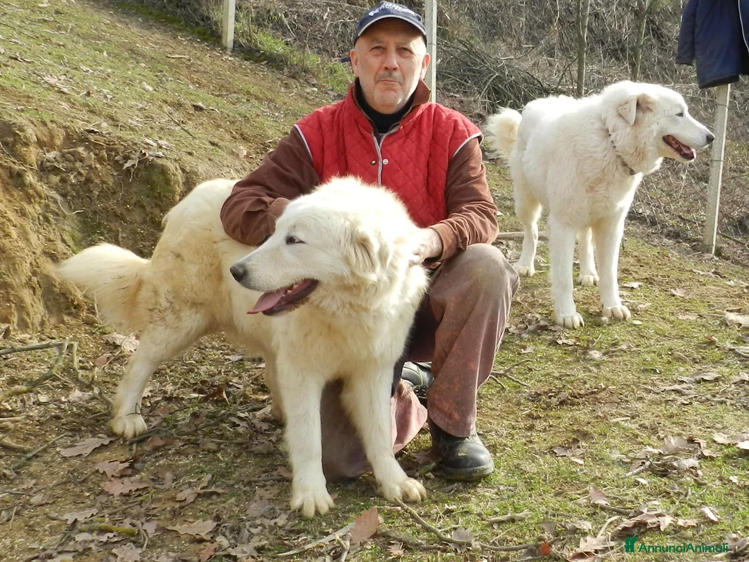Pastore Maremmano cani in vendita: Spettacolari cuccioli di Pastore Abruzzese  - Annuncio 2