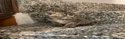 Meticcio gatti in vendita: Gattino tigrato  - Annuncio 5