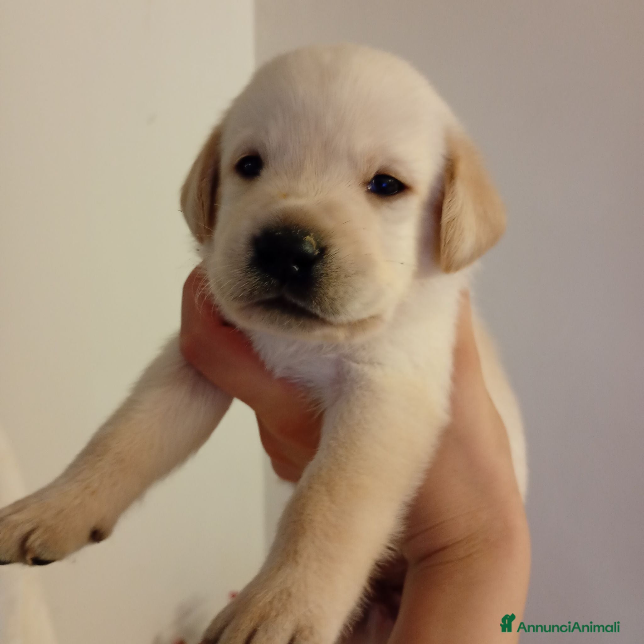 Labrador cani Cuccioli di labrador con pedigree  - Annuncio 2