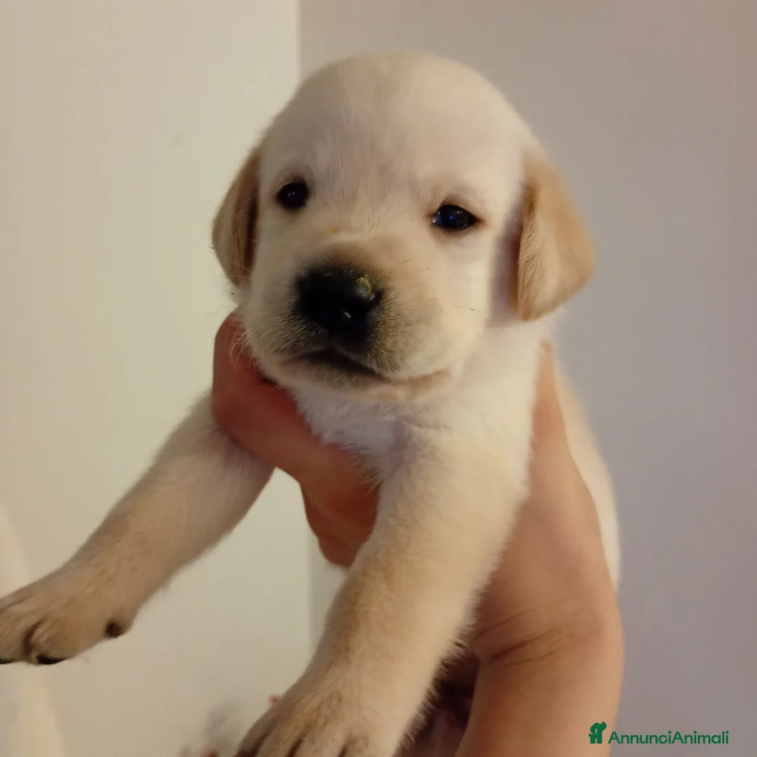 Labrador cani in vendita: Cuccioli di labrador con pedigree  - Annuncio 1