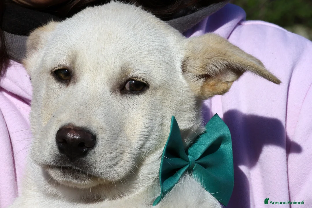 Meticcio cani in regalo: Joy stupendo cucciolo in attesa di una famiglia - Annuncio 1