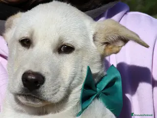 Meticcio cani Joy stupendo cucciolo in attesa di una famiglia - Annuncio 15