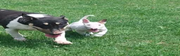 Bull Terrier cani in vendita: Cucciola di bull terrier standard - Annuncio 7