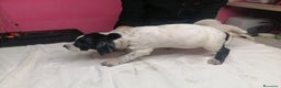 Pointer cani in vendita: POINTER INGLESE - Annuncio 4