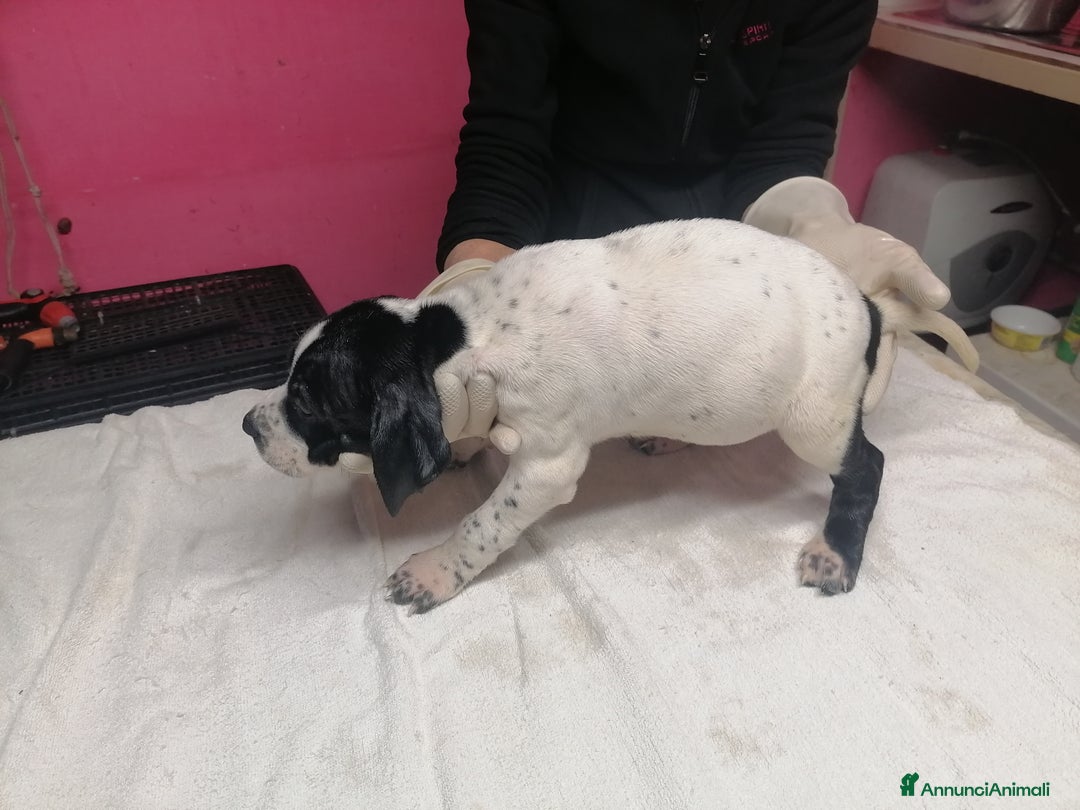 Pointer cani in vendita: POINTER INGLESE - Annuncio 4