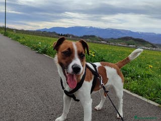 Jack Russell cani Accoppiamento - Annuncio 1