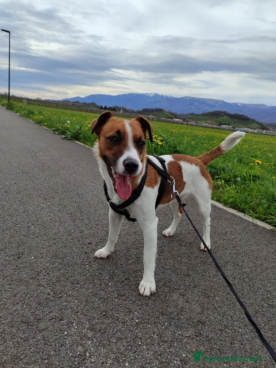 Jack Russell cani per accoppiamento: Accoppiamento  - Annuncio 1