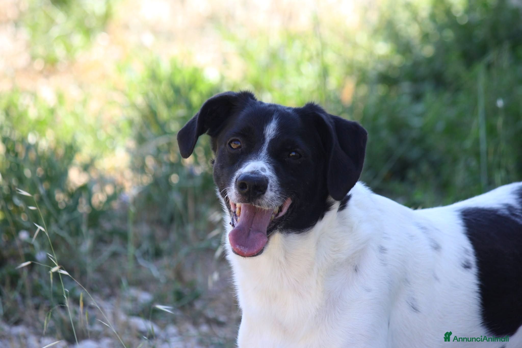 Meticcio cani Pedro 2 anni,merita una famiglia - Annuncio 29