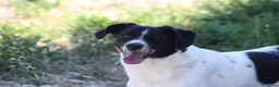 Meticcio cani in regalo: Pedro 2 anni,merita una famiglia - Annuncio 1