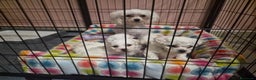 Maltese cani in vendita: Cuccioli maltesi  taglia mini/piccola pelo riccio  - Annuncio 3