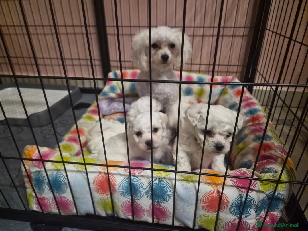 Maltese cani in vendita: Cuccioli maltesi  taglia mini/piccola pelo riccio  - Annuncio 3