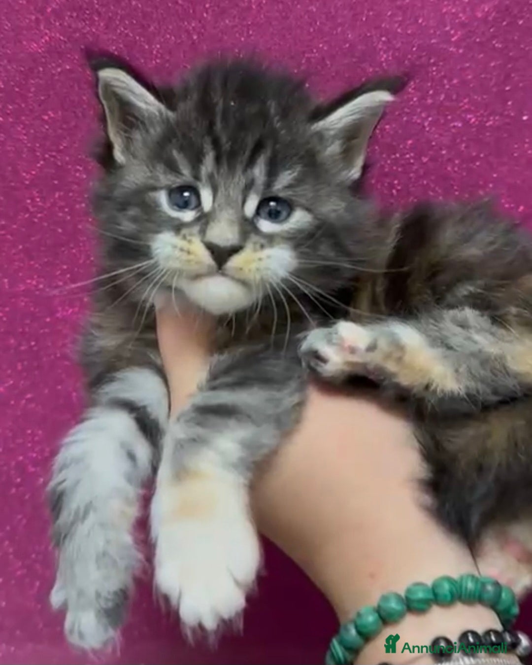 Maine Coon gatti in vendita: Cuccioli maine coon  - Annuncio 4