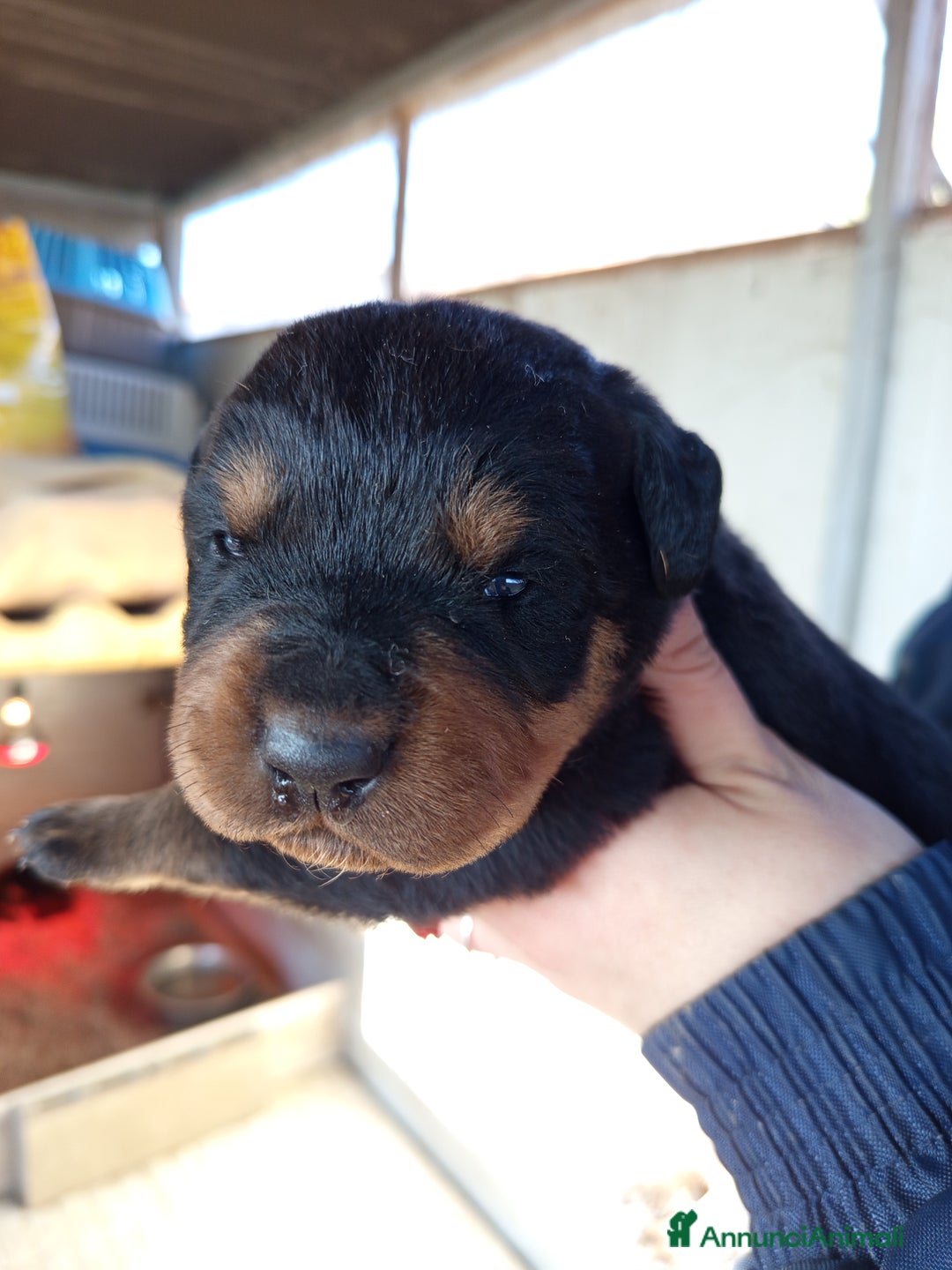 Rottweiler cani in vendita: Cuccioli rottweiler  - Annuncio 12