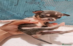Chihuahua cani in vendita: Chihuahua da Allevamento Cucciolisole  a Provincia di Pisa - Immagine 2