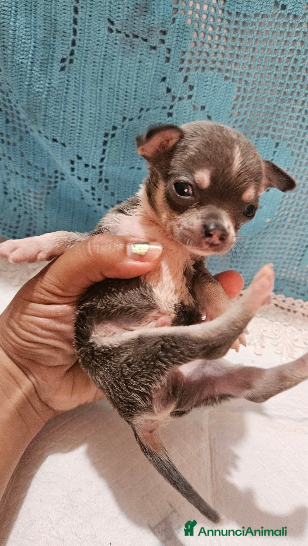 Chihuahua cani in vendita: Chihuahua da Allevamento Cucciolisole  a Provincia di Pisa - Immagine 2