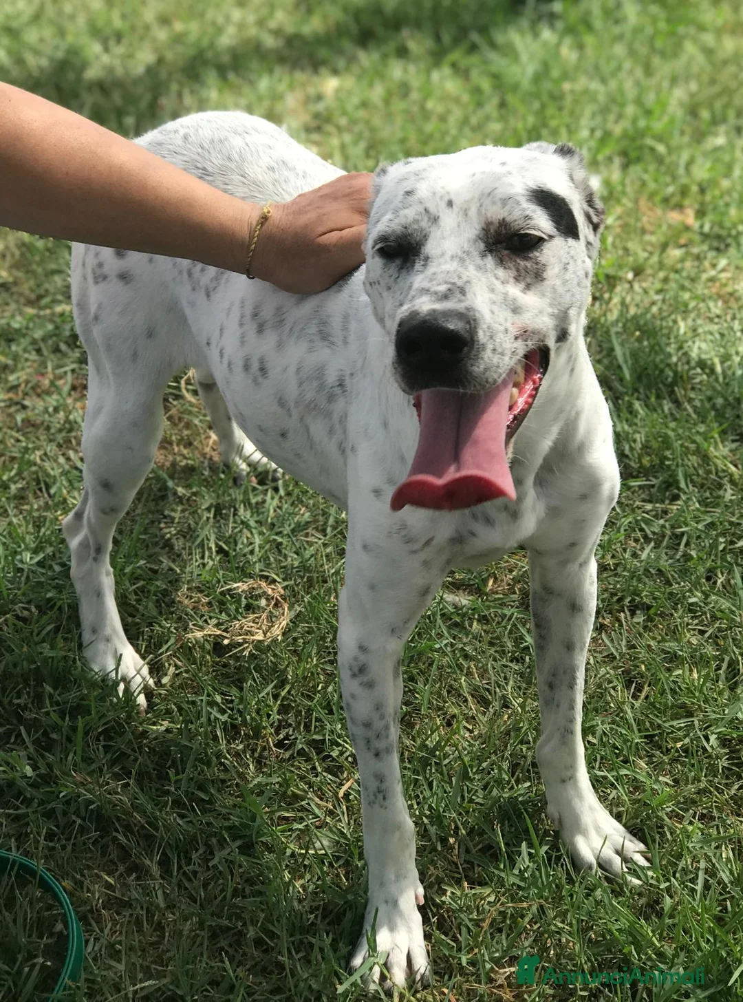 Pointer cani in regalo: DAILA, pointerina simpaticissima a Provincia di Latina - Annuncio 5