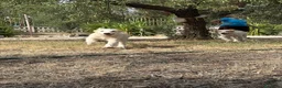 Meticcio cani in regalo: Alex e Franz - Annuncio 6