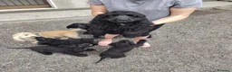 Meticcio cani in vendita: 🐶 CUCCIOLI DI COCKER SPANIEL IN VENDITA 🐶 - Annuncio 4