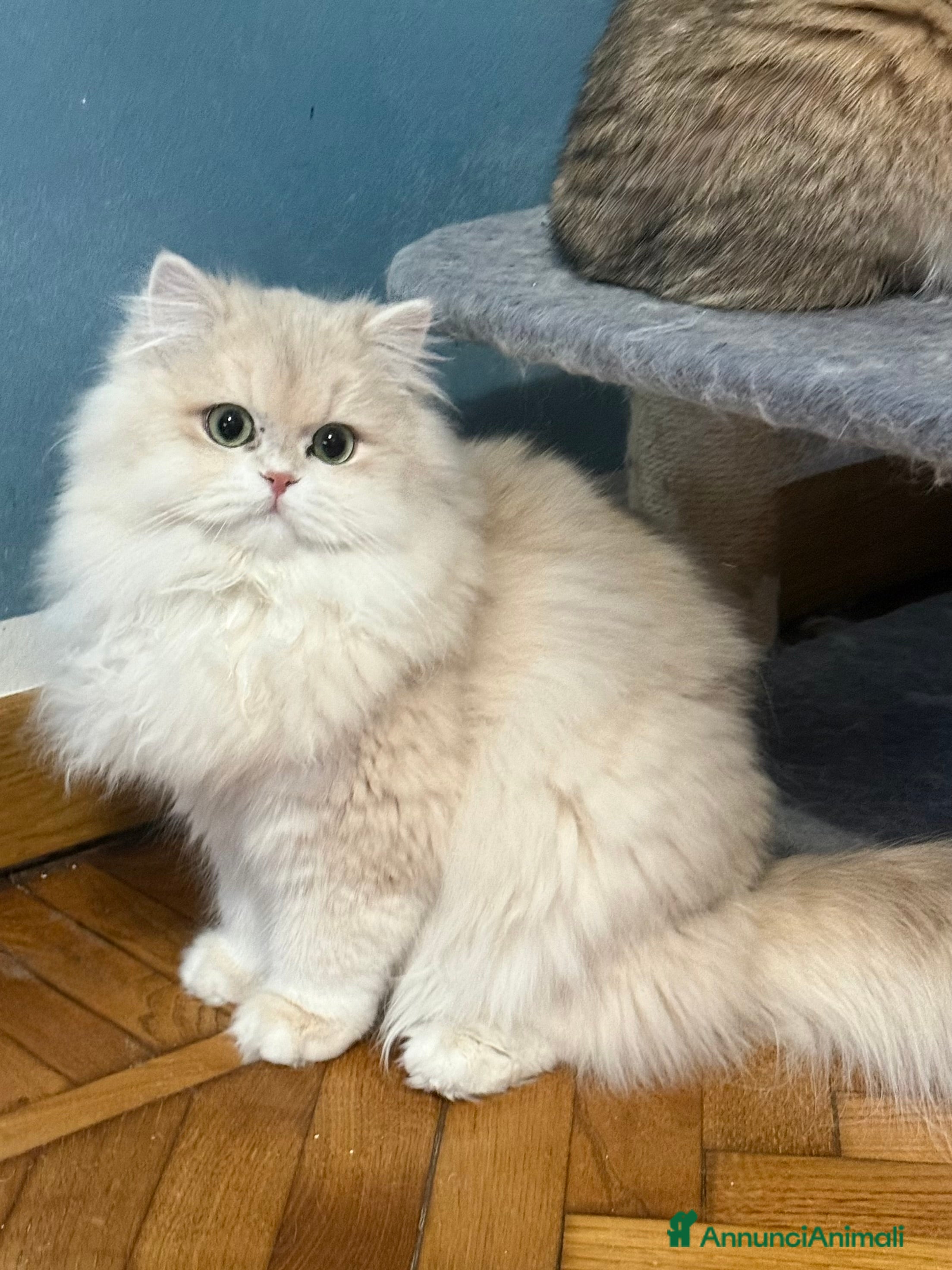 British gatti British femmina  - Annuncio 7
