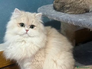 British gatti British femmina - Annuncio 7