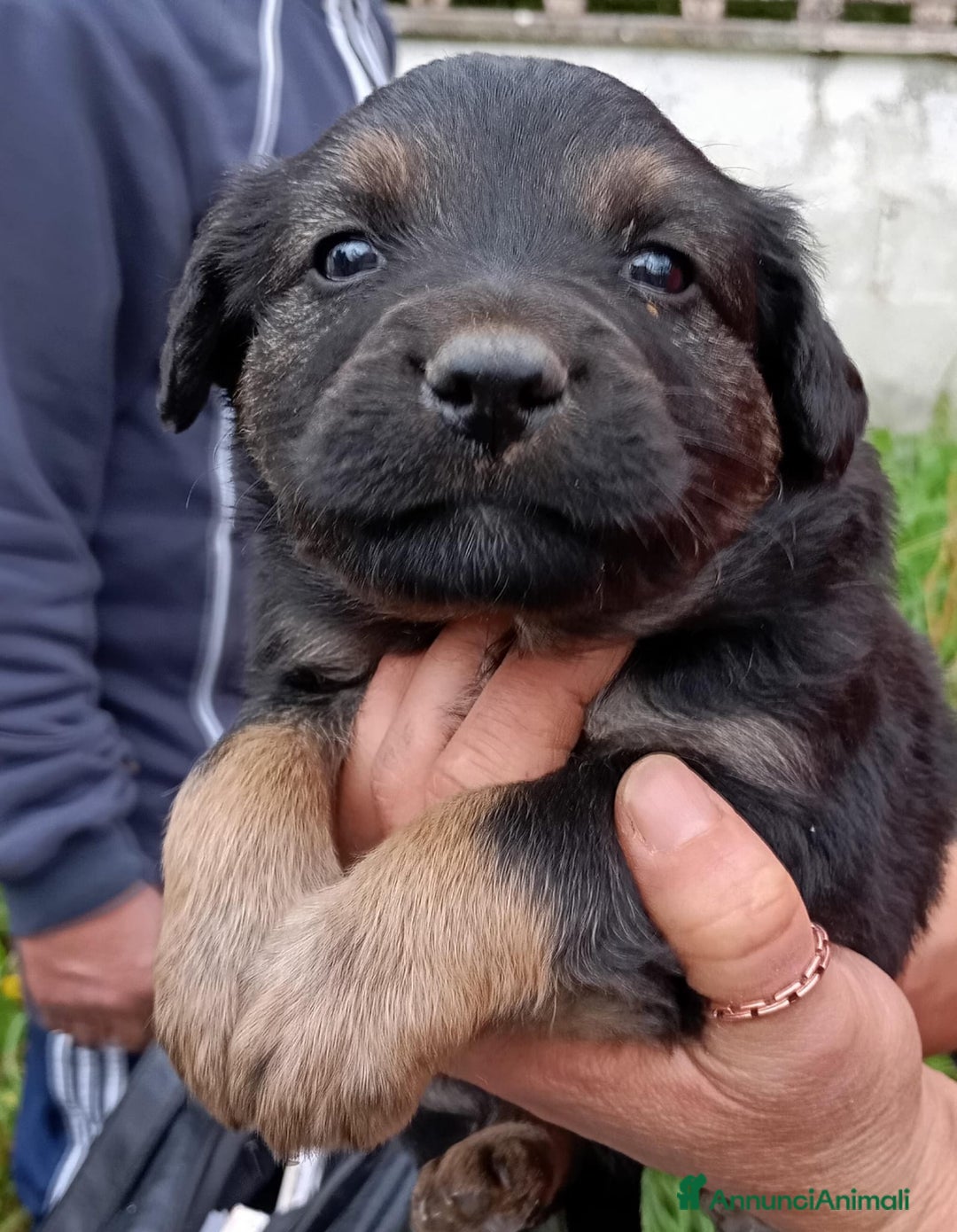 Altre razze cani in regalo: Cuccioli di taglia media piccola  - Annuncio 7