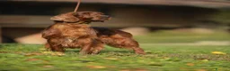 Setter Irlandese cani in vendita: Cucciolata Elsa e Liam a Provincia di Alessandria - Annuncio 3