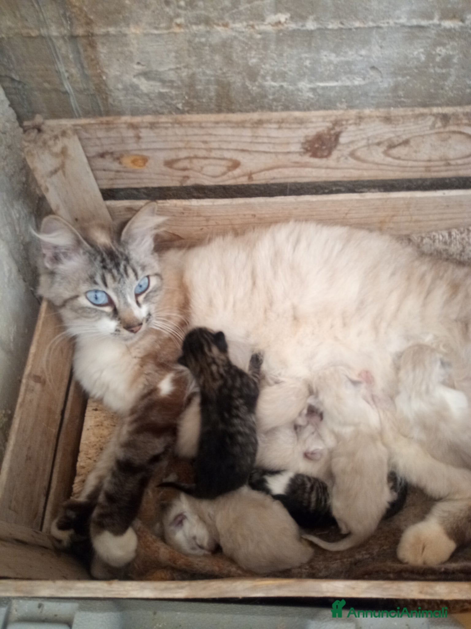 Ragdoll gatti Gattini ragdoll occhi azzurri  - Annuncio 1