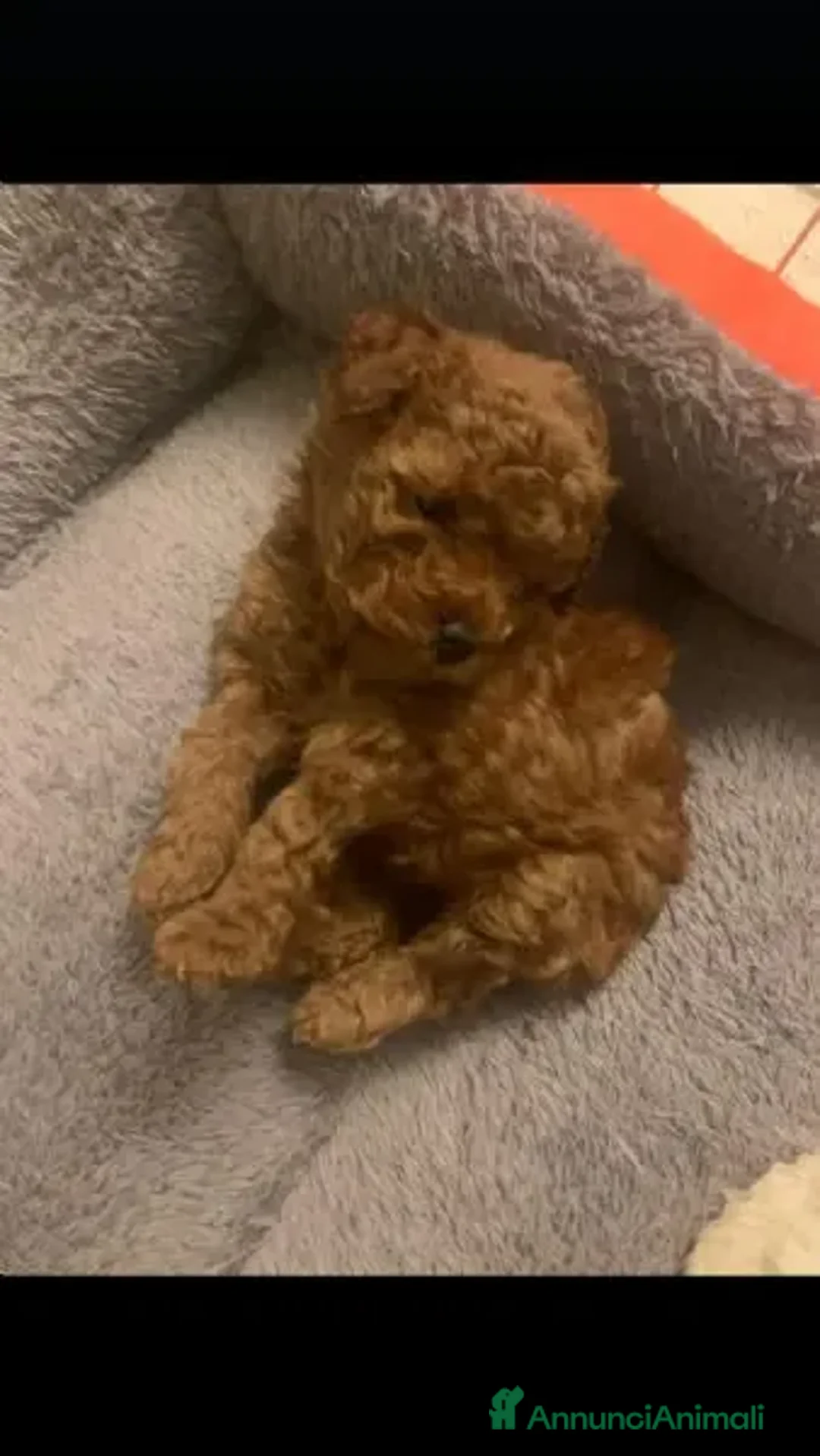 Barboncino cani in regalo: Cuccioli Di Barboncino  a Provincia di Prato - Annuncio 2