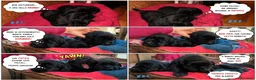Labrador cani in vendita: Cuccioli neri di Labrador Retriever - Annuncio 7