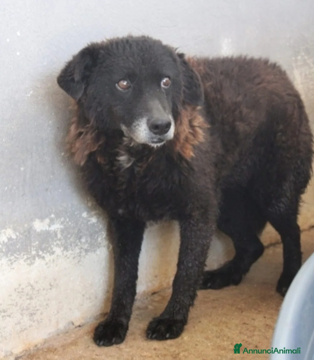 Meticcio cani in regalo: Nerina 10ANN IN CANILE DA ANNI. ROMA SOS SOS a Città metropolitana di Milano - Annuncio 1