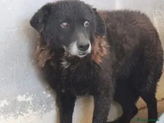 Meticcio cani Nerina 10ANN IN CANILE DA ANNI. ROMA SOS SOS a Città metropolitana di Milano - Annuncio 10