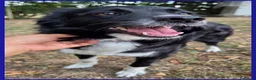 Border Collie cani in regalo: DIETA, MAMMINA SIMIL BORDER 2 ANNI, TENERA E DOLCE - Annuncio 2