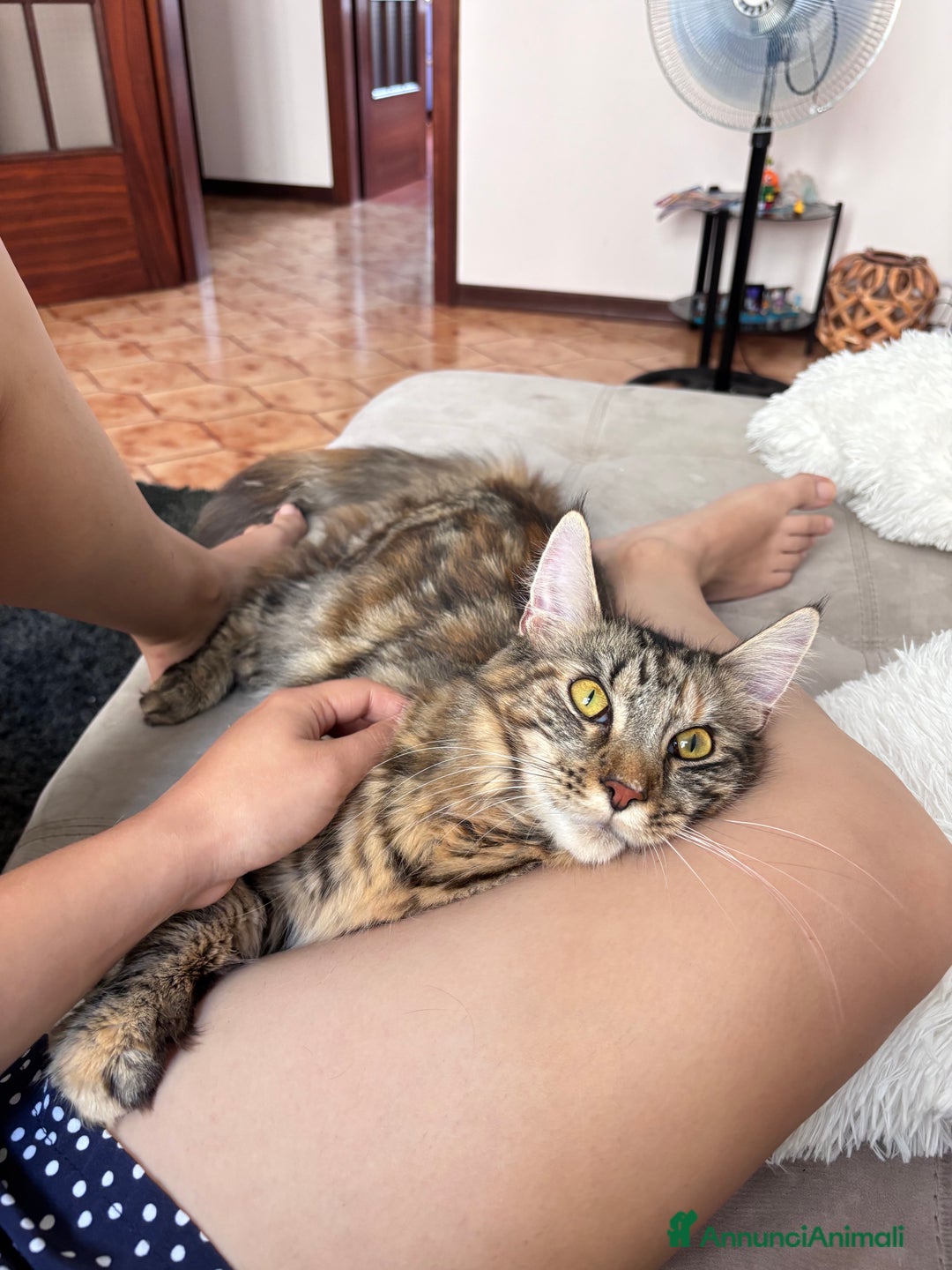 Maine Coon gatti in vendita: Cuccioli di Maine coon a Provincia di Mantova - Immagine 10