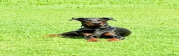 Dobermann cani per accoppiamento: Cane adulto taglia grande maschio  a Provincia di Pavia - Annuncio 7