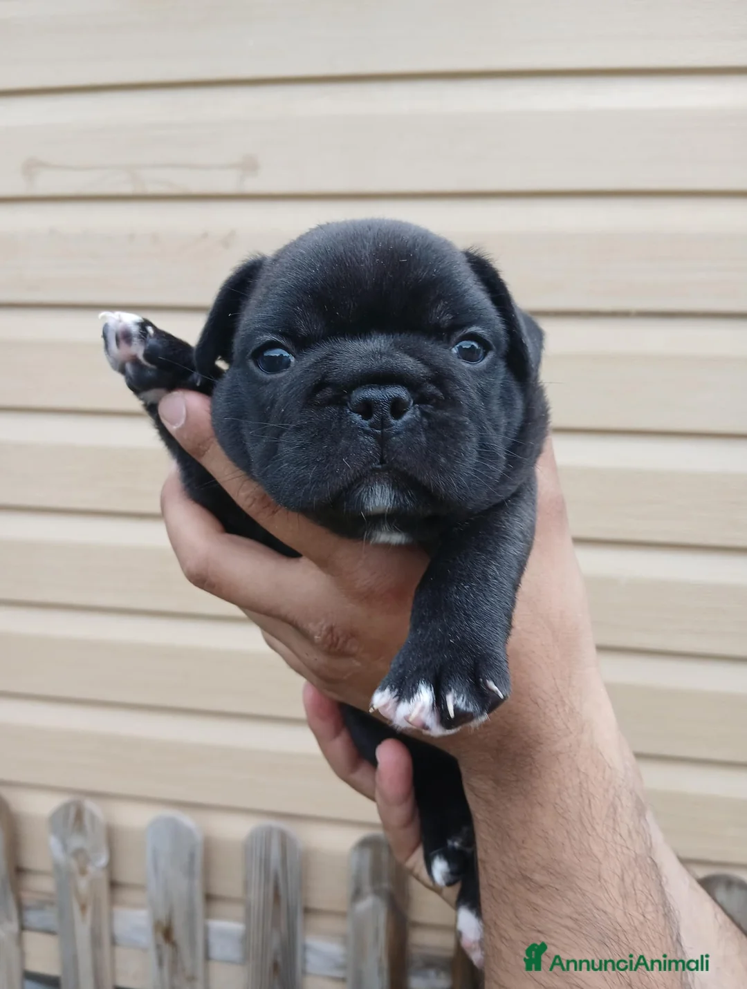 Bulldog Francese cani in vendita: Bulldog francese  - Annuncio 4