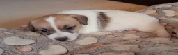 Jack Russell cani in vendita: Jack Russell Terrier Broken Ruvido cuccioli  a Città metropolitana di Roma Capitale - Annuncio 4