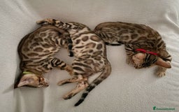 Bengala gatti in vendita: Ultimi tra maschietti di gatto bengala disponibili a Provincia di Sassari - Immagine 1