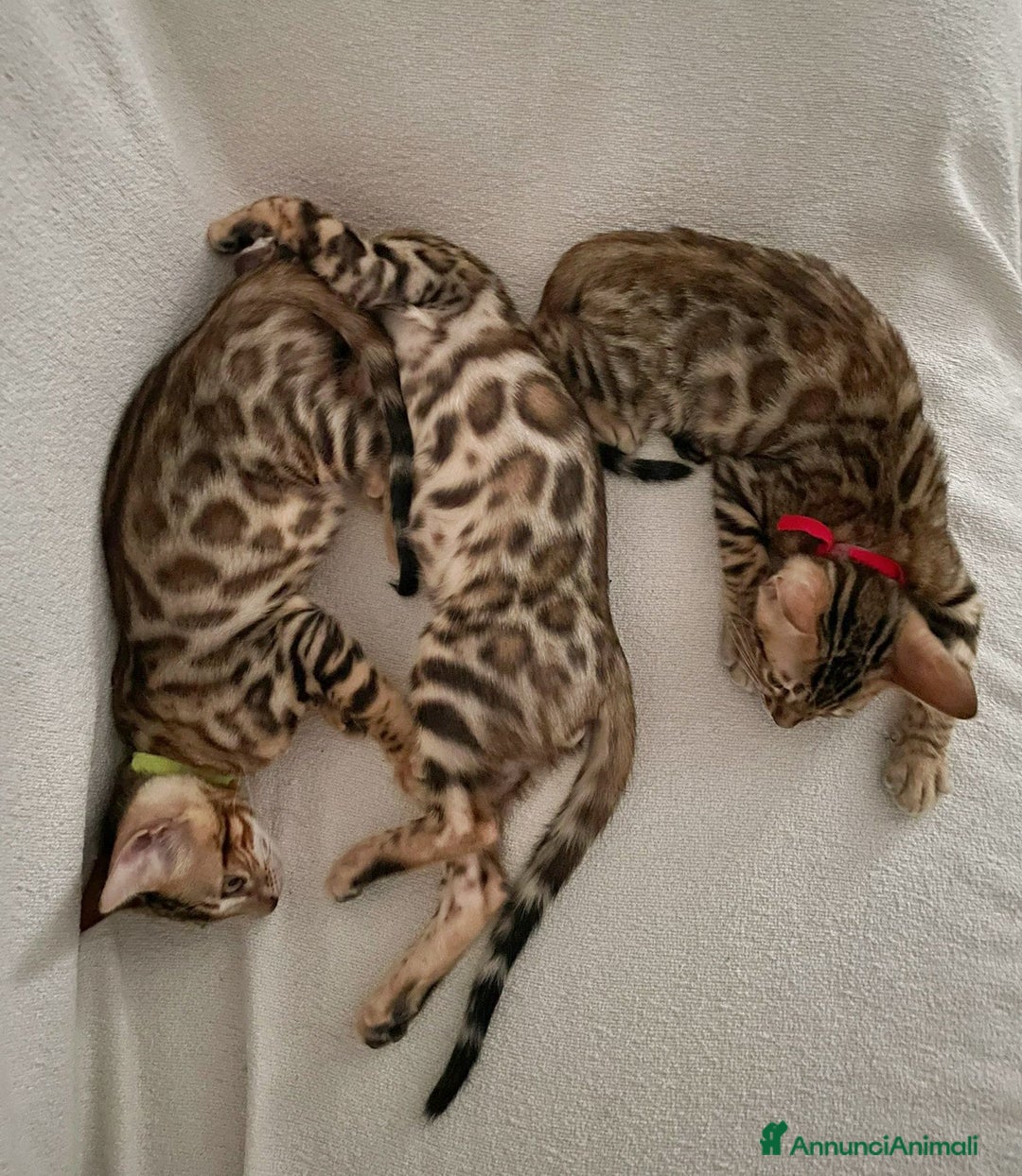 Bengala gatti in vendita: Ultimi tra maschietti di gatto bengala disponibili a Provincia di Sassari - Immagine 1