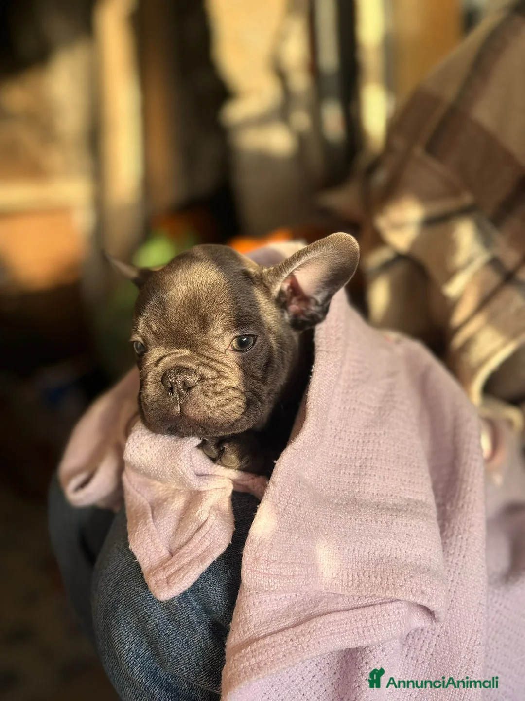 Bulldog Francese cani in vendita: Bulldog francese a Provincia di Salerno - Annuncio 1