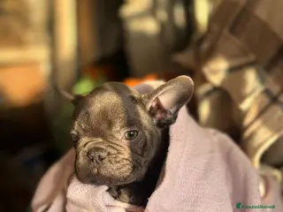 Bulldog Francese cani Bulldog francese a Provincia di Salerno - Annuncio 25