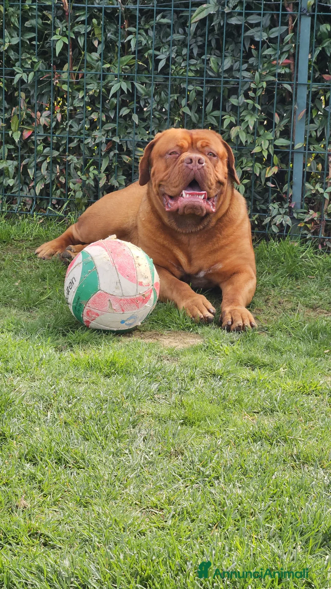 Dogue de Bordeaux cani in vendita: Cucciolata Dogue de Bordeaux  - Annuncio 2